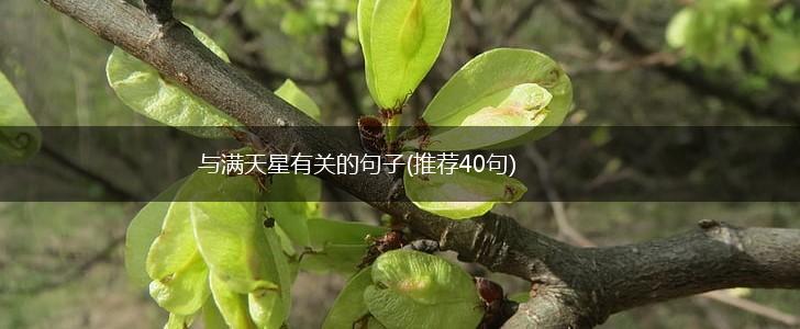 与满天星有关的句子(推荐40句),第1张 与满天星有关的句子(推荐40句),第1张