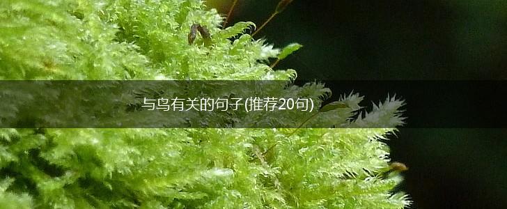 与鸟有关的句子(推荐20句),第1张