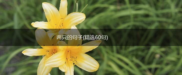 两只的句子(精选60句),第1张