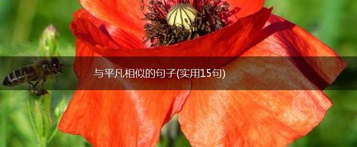 与平凡相似的句子(实用15句),第1张