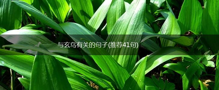 与玄鸟有关的句子(推荐41句),第1张