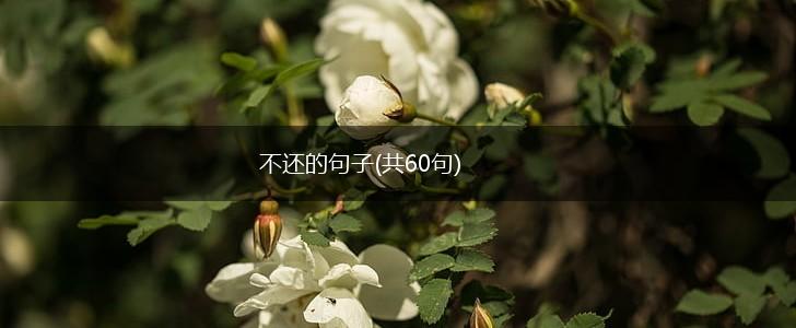 不还的句子(共60句),第1张