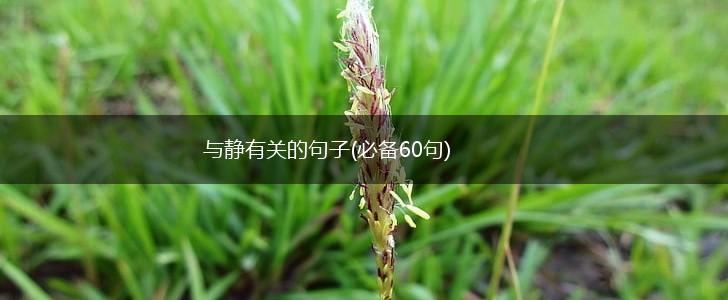 与静有关的句子(必备60句),第1张