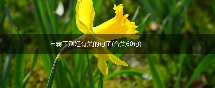 与霸王别姬有关的句子(合集60句),第1张