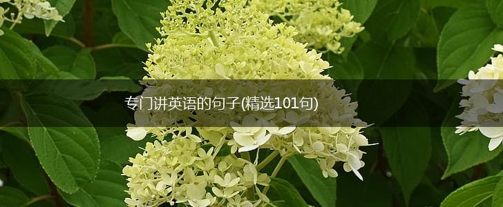 专门讲英语的句子(精选101句),第1张