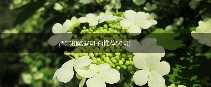 严寒和酷署句子(推荐50句),第1张