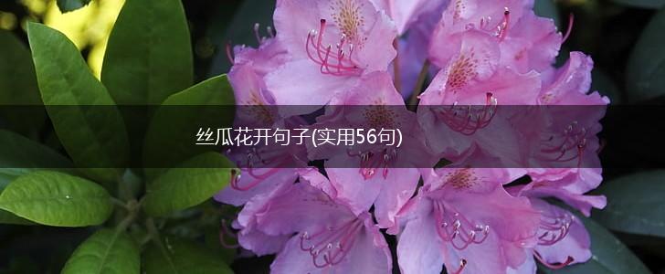 丝瓜花开句子(实用56句),第1张