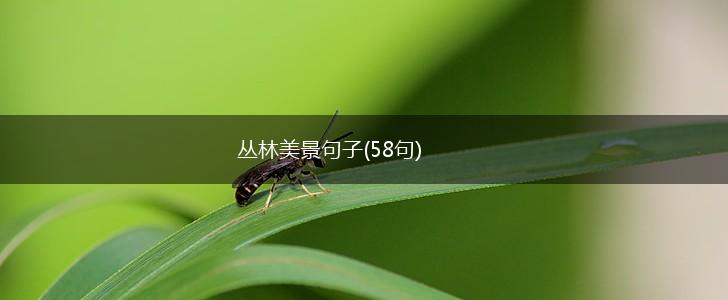 丛林美景句子(58句),第1张