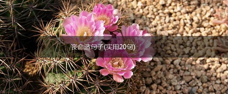 丧命造句子(实用20句),第1张
