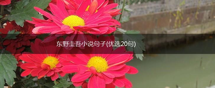 东野圭吾小说句子(优选20句),第1张