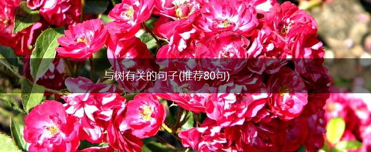 与树有关的句子(推荐80句),第1张