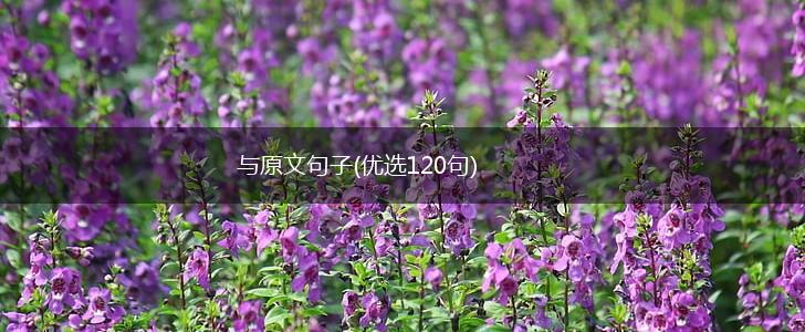 与原文句子(优选120句),第1张