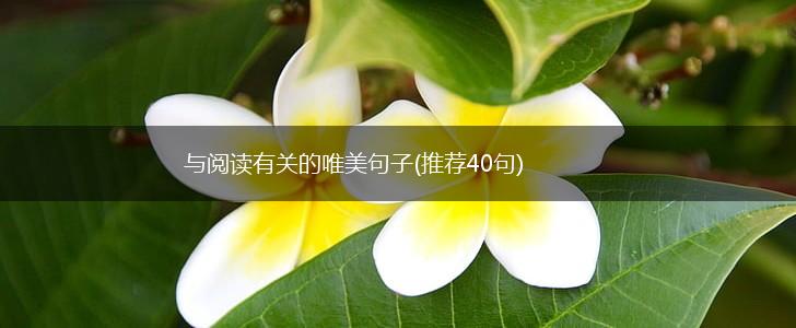 与阅读有关的唯美句子(推荐40句),第1张