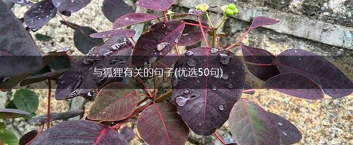 与狐狸有关的句子(优选50句),第1张