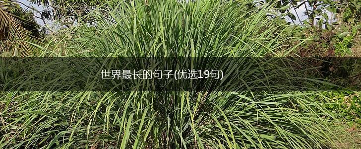 世界最长的句子(优选19句),第1张