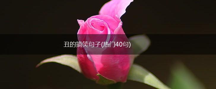 丑的搞笑句子(热门40句),第1张