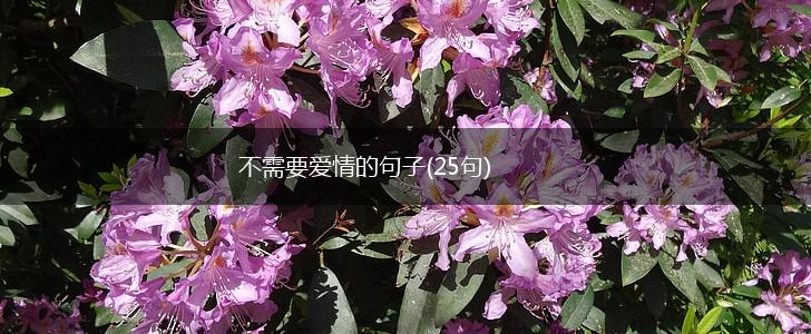 不需要爱情的句子(25句),第1张 不需要爱情的句子(25句),第1张