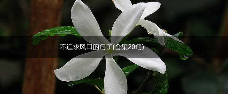 不追求风口的句子(合集20句),第1张