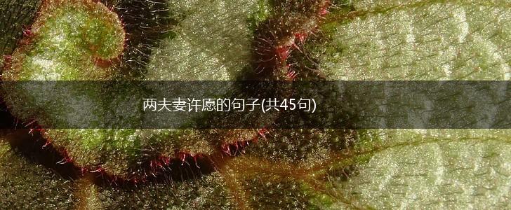 两夫妻许愿的句子(共45句),第1张 两夫妻许愿的句子(共45句),第1张