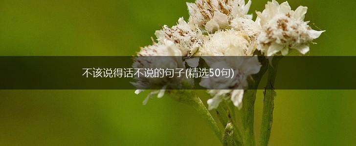 不该说得话不说的句子(精选50句),第1张 不该说得话不说的句子(精选50句),第1张