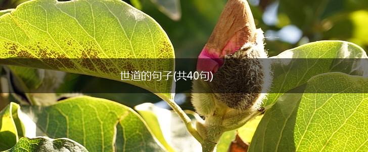 世道的句子(共40句),第1张