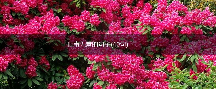 世事无常的句子(40句),第1张