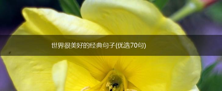 世界很美好的经典句子(优选70句),第1张