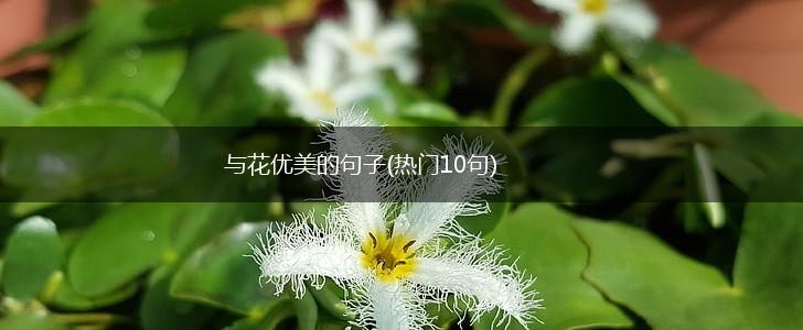 与花优美的句子(热门10句),第1张