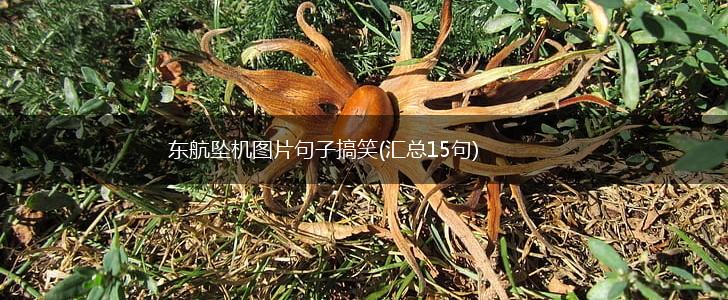 东航坠机图片句子搞笑(汇总15句),第1张