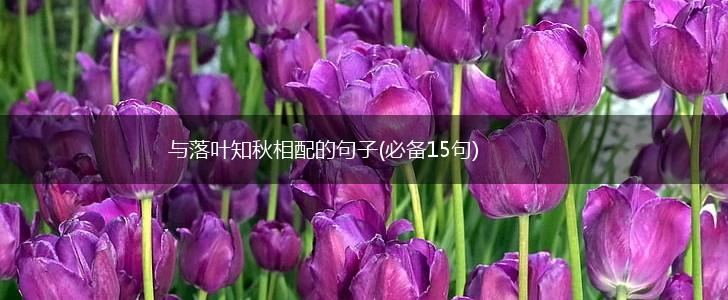 与落叶知秋相配的句子(必备15句),第1张