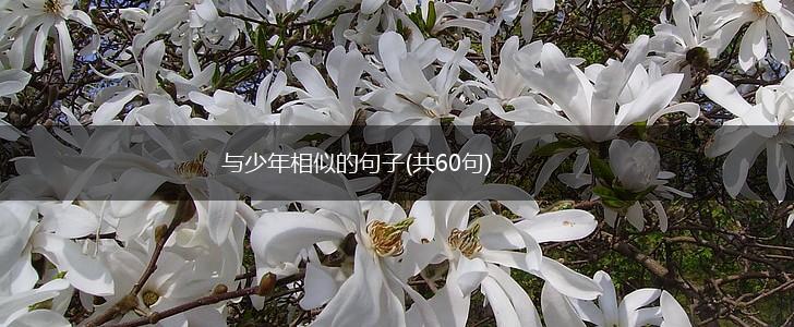 与少年相似的句子(共60句),第1张