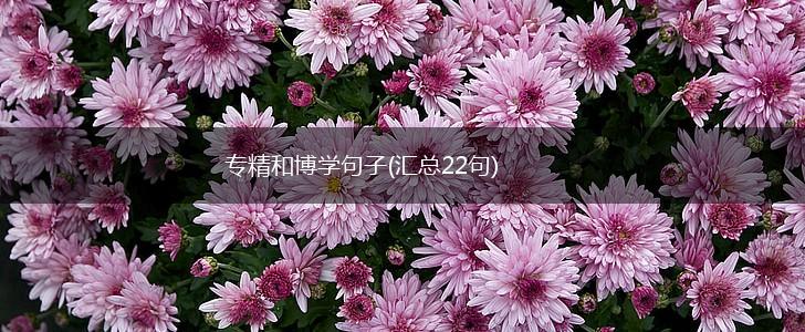 专精和博学句子(汇总22句),第1张