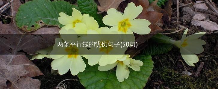 两条平行线的忧伤句子(50句),第1张