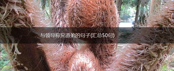与领导称兄道弟的句子(汇总50句),第1张