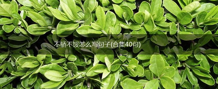 不骄不馁怎么写句子(合集40句),第1张