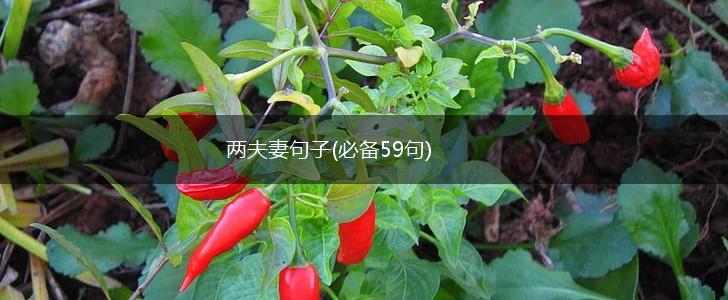 两夫妻句子(必备59句),第1张