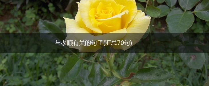 与孝顺有关的句子(汇总70句),第1张
