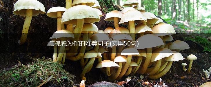 与孤独为伴的唯美句子(实用50句),第1张