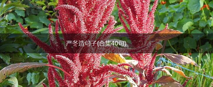 严冬造句子(合集40句),第1张