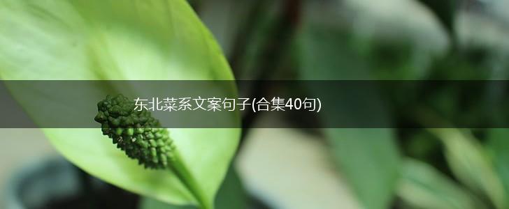东北菜系文案句子(合集40句),第1张 东北菜系文案句子(合集40句),第1张