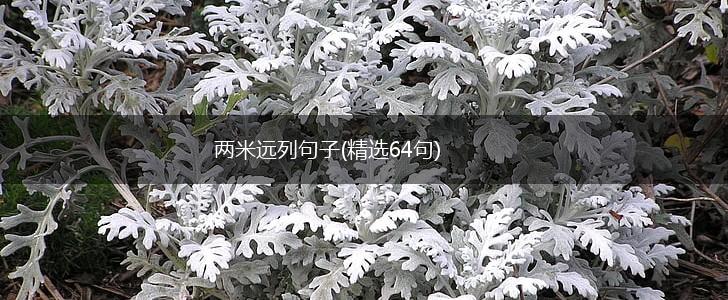 两米远列句子(精选64句),第1张