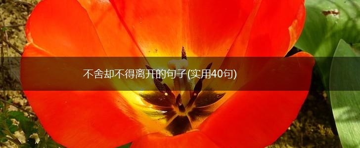 不舍却不得离开的句子(实用40句),第1张 不舍却不得离开的句子(实用40句),第1张
