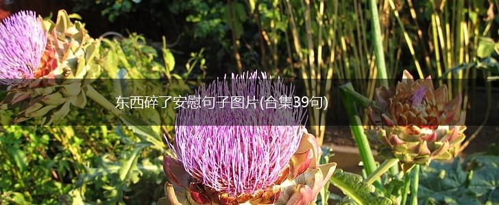 东西碎了安慰句子图片(合集39句),第1张