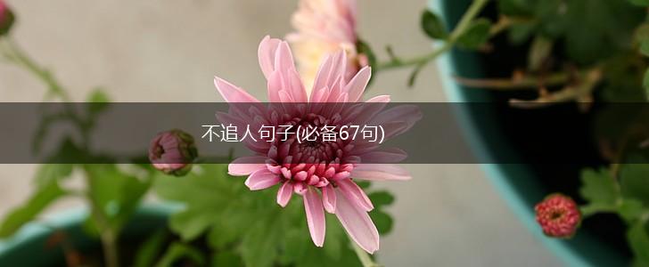 不追人句子(必备67句),第1张