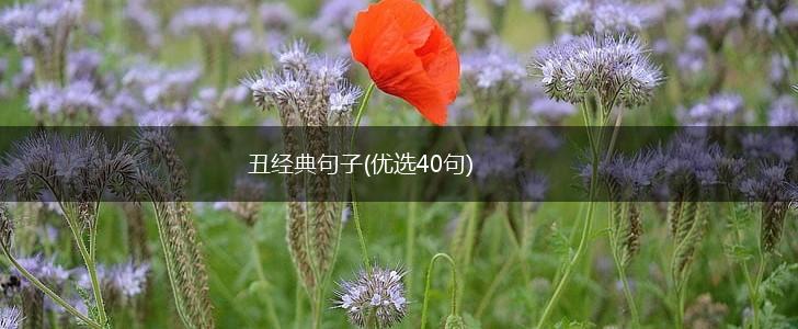 丑经典句子(优选40句),第1张