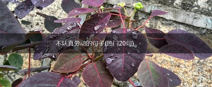不认真劳动的句子(热门20句),第1张