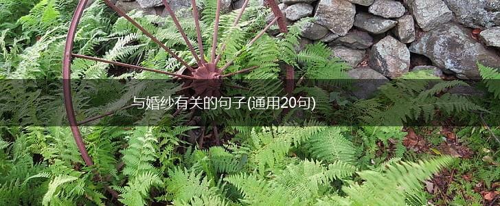 与婚纱有关的句子(通用20句),第1张