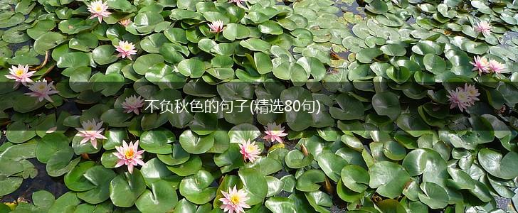 不负秋色的句子(精选80句),第1张