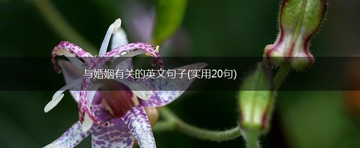 与婚姻有关的英文句子(实用20句),第1张