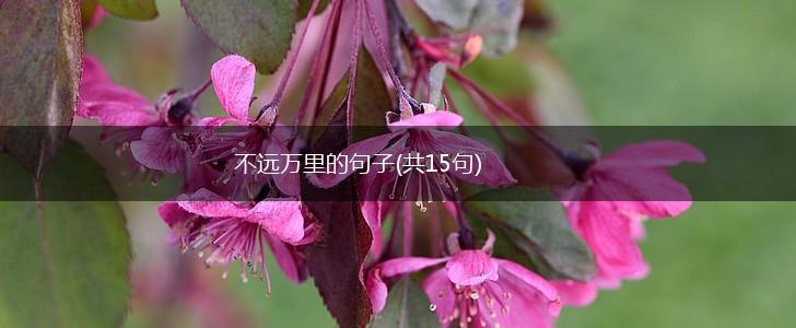 不远万里的句子(共15句),第1张